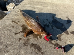 アイナメの釣果