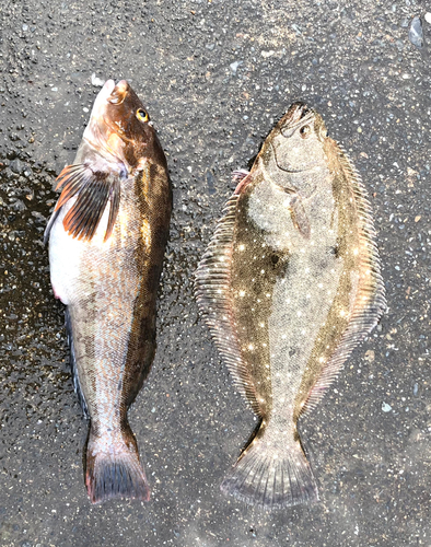 アイナメの釣果