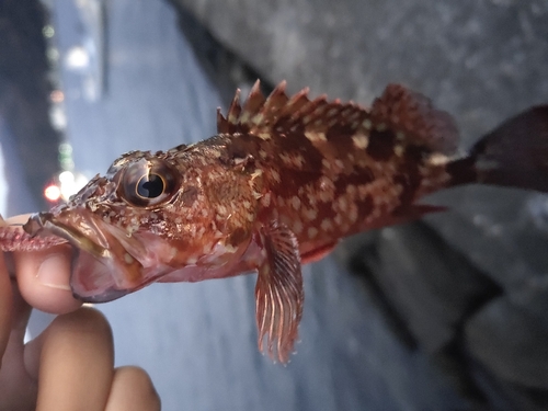 カサゴの釣果