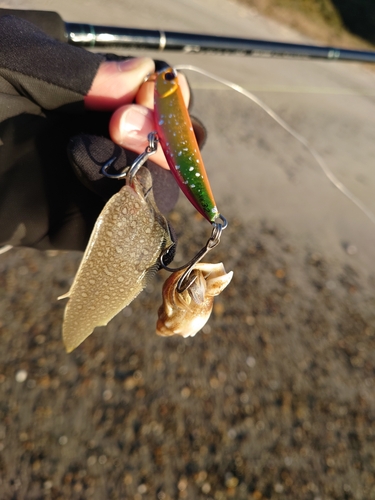 シタビラメの釣果