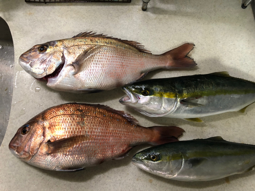 マダイの釣果