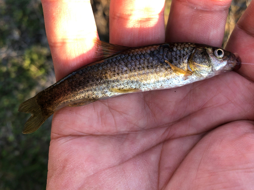 タモロコの釣果