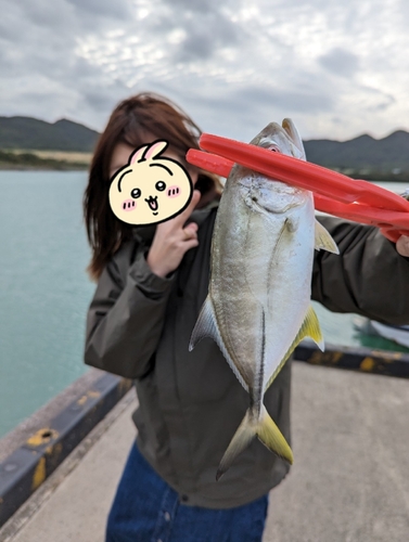 メッキの釣果