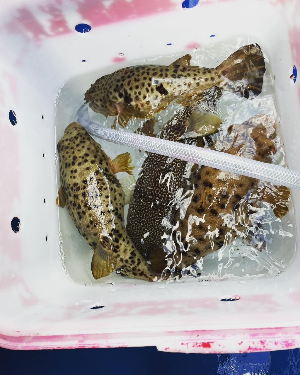 kouhe0110さんの釣果 2枚目の画像