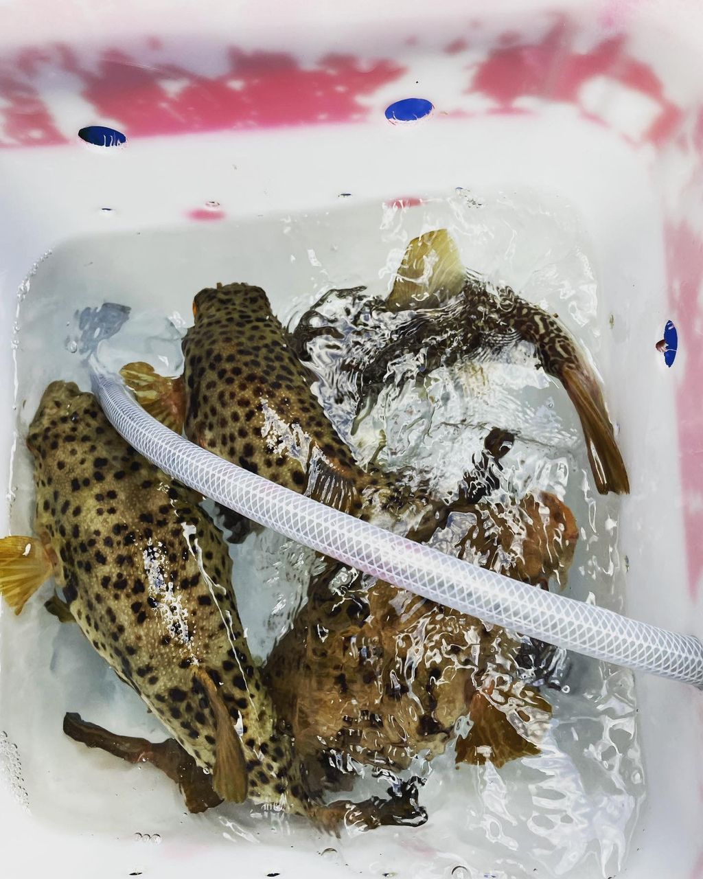 kouhe0110さんの釣果 3枚目の画像