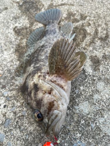 クロソイの釣果