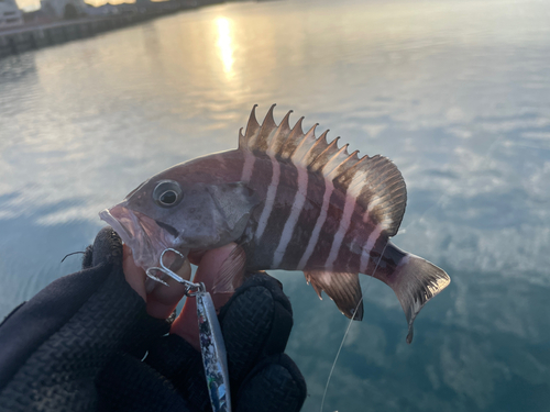 マハタの釣果