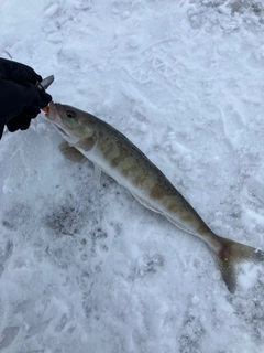 ホッケの釣果