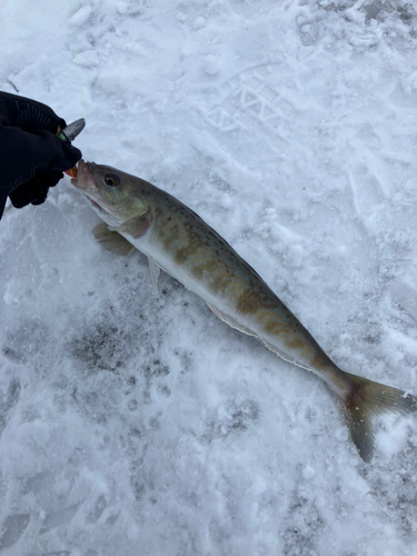 ホッケの釣果