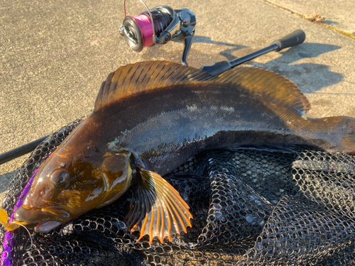 アイナメの釣果