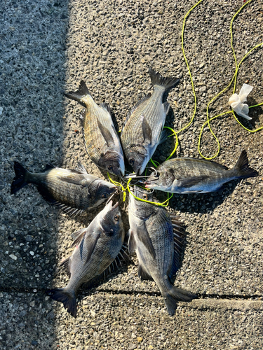 クロダイの釣果