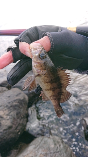 クロメバルの釣果