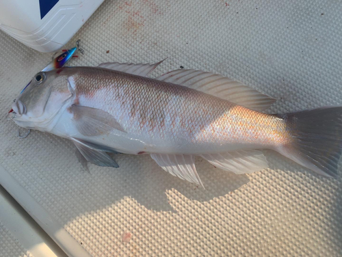 シロアマダイの釣果