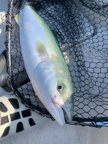 ハマチの釣果