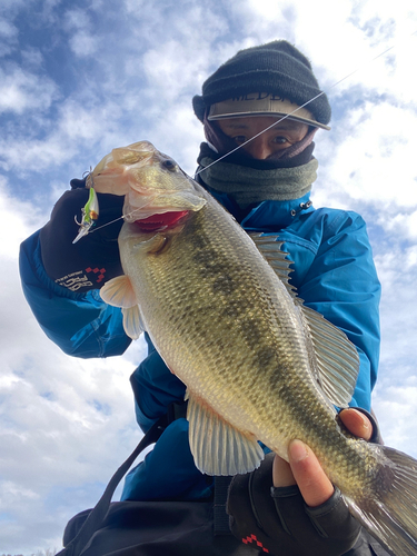 ラージマウスバスの釣果