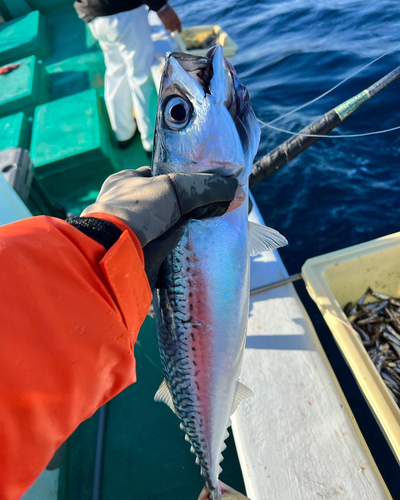 キハダマグロの釣果