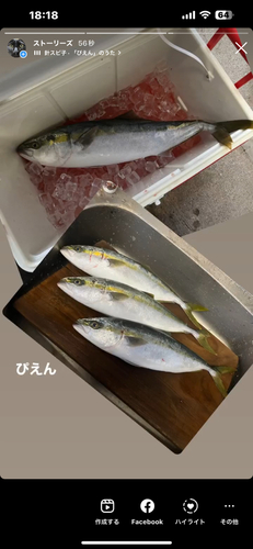 ハマチの釣果