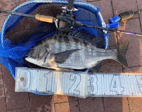 クロダイの釣果