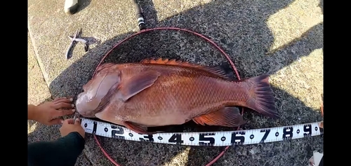 コブダイの釣果