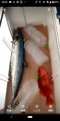 カサゴの釣果