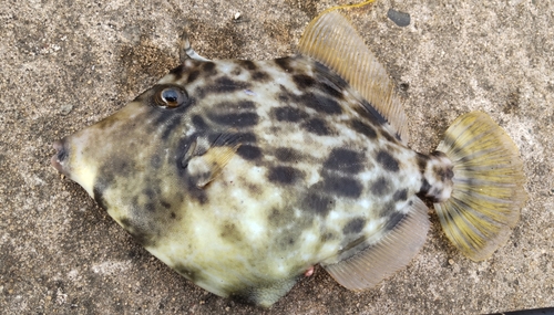 カワハギの釣果