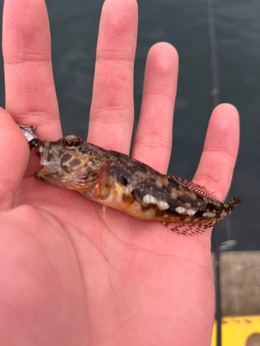 アサヒアナハゼの釣果