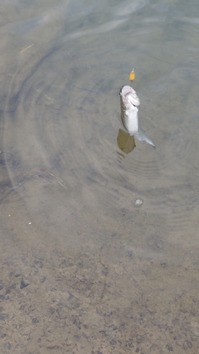 ニジマスの釣果