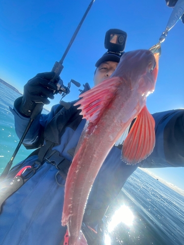 カナガシラの釣果