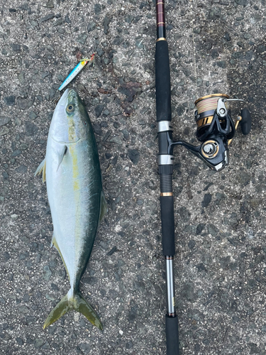 ハマチの釣果