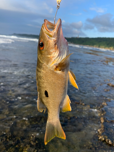 イッテンフエダイの釣果