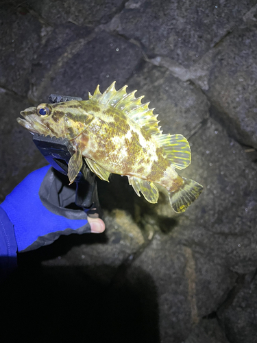 タケノコメバルの釣果