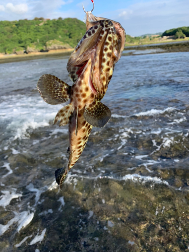 シロブチハタの釣果