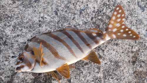 タカノハダイの釣果