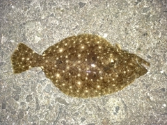 ソゲの釣果