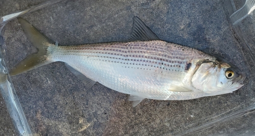 コノシロの釣果