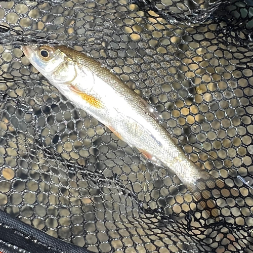 ウグイの釣果