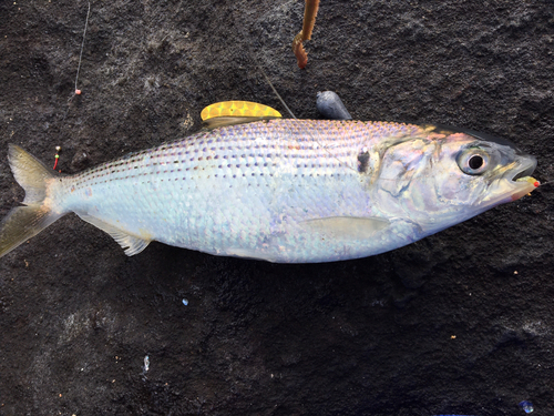 コノシロの釣果