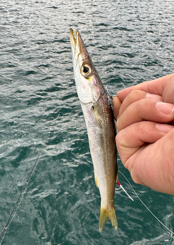 カマスの釣果