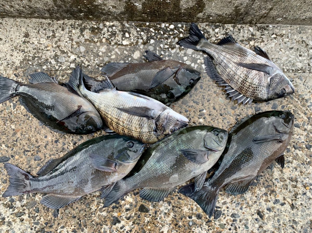 クサの上のフグさんの釣果 2枚目の画像