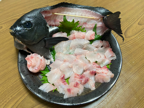 メジナの釣果