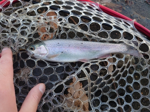 ニジマスの釣果