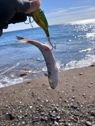 ボラの釣果