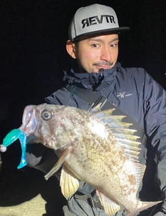 クロソイの釣果