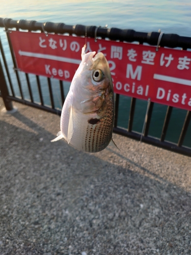 コノシロの釣果