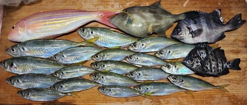 アジの釣果