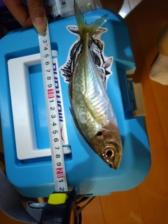 マアジの釣果