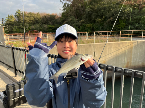 セイゴ（タイリクスズキ）の釣果