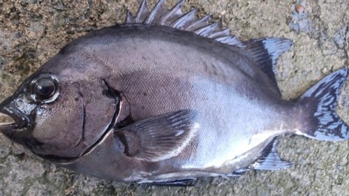 イシダイの釣果