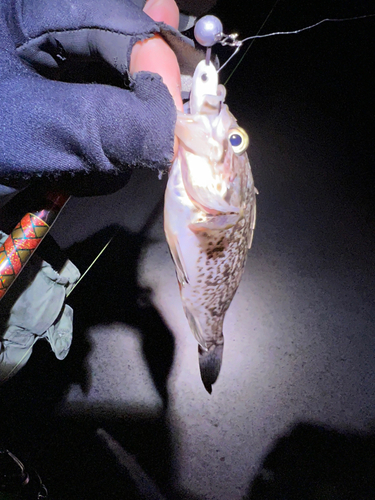 クロソイの釣果