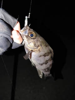 クロメバルの釣果